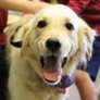 Prep School News   Therapy dog   thumbnail thumbnail