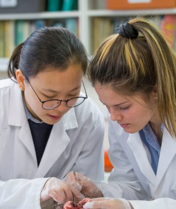 A-Level Biology pupils doing a dissection together in a lesson