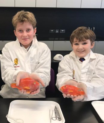 Pupils in lab coats in the science labs holding fish to be dissected at Dissection Club