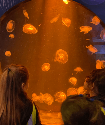 Pre-Prep pupils on a school trip to the aquarium admiring the jellyfish