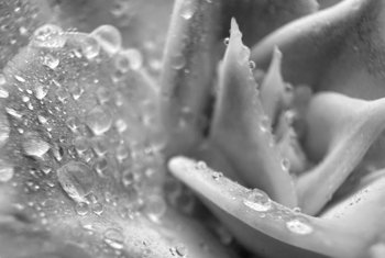  Black and white photography coursework piece of a flower with large rain droplets on 