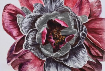  Art coursework piece of a black and pink flower with the anthers visible 