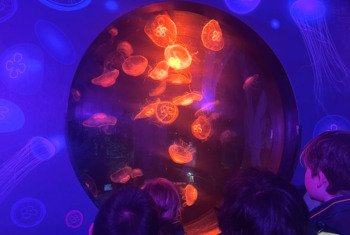  Pre-Prep pupils looking at jellyfish on a school trip to the aquarium 